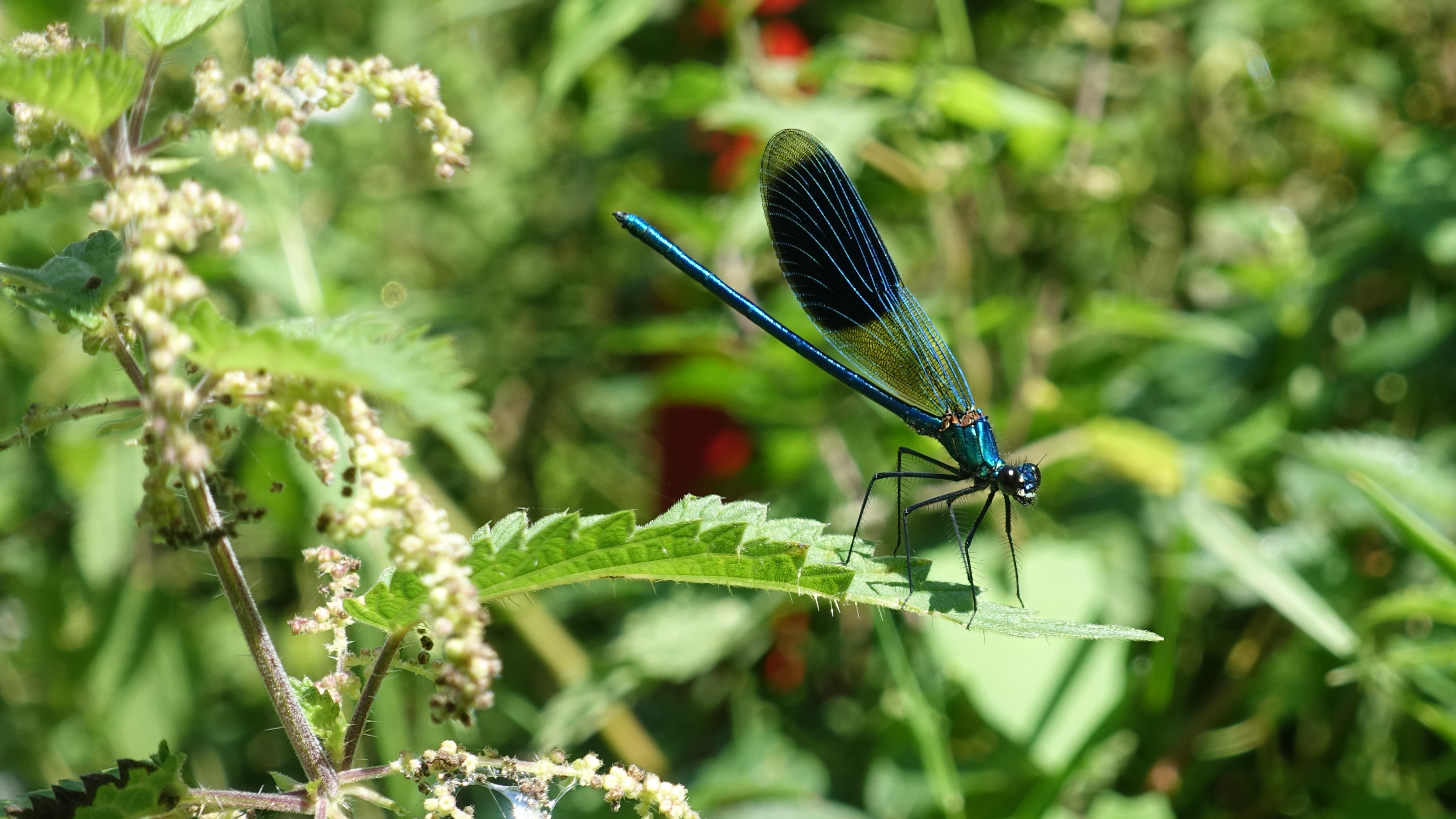 Libelle